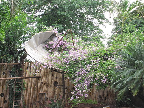 Parabole envahie par les bougainvillées au Pop Natura Hostel d'Iguazu (Argentine)