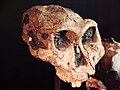 Paranthropus robustus (Swartkrans,Afrique du sud)