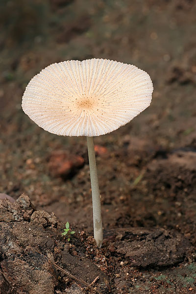 File:Parasola sp mushroom.jpg