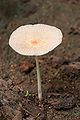 * Nomination Parasola sp Mushroom --Muhammad Mahdi Karim 09:42, 19 May 2009 (UTC) * Promotion Ok. --kallerna 20:57, 19 May 2009 (UTC)