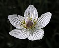 Parnassia-palustris-250806-800-1.jpg