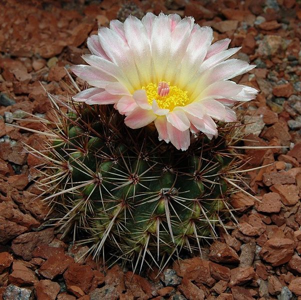 File:Parodia mammulosa1001.jpg