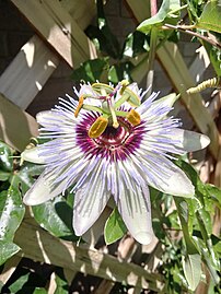 Passiflora caerulea 'Clear Sky', a tetraploid selection of P. caerulea