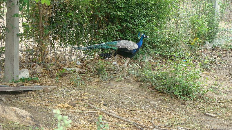 File:Peacock viewed in Rajasthan.jpg