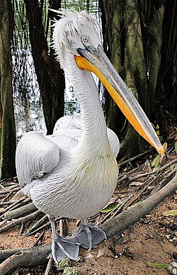 Kiharapelikaani (Pelecanus crispus)