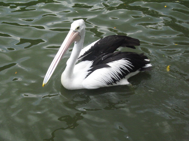 File:Pelicans, Jurong BirdPark 24.JPG