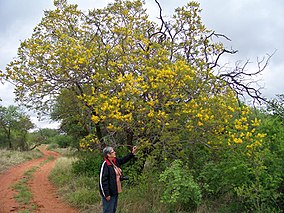 Peltophorum africanum, Blouberg Natuurreservaat.jpg