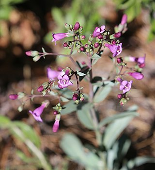 <i>Penstemon patens</i> Species of flowering plant