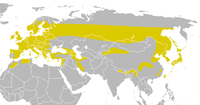 Distribución global