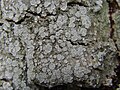 Thumbnail for Lepra (lichen)