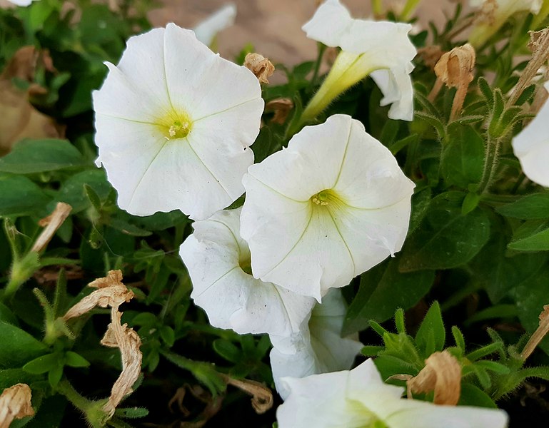 File:Petúnia a un jardí, Senija.jpg