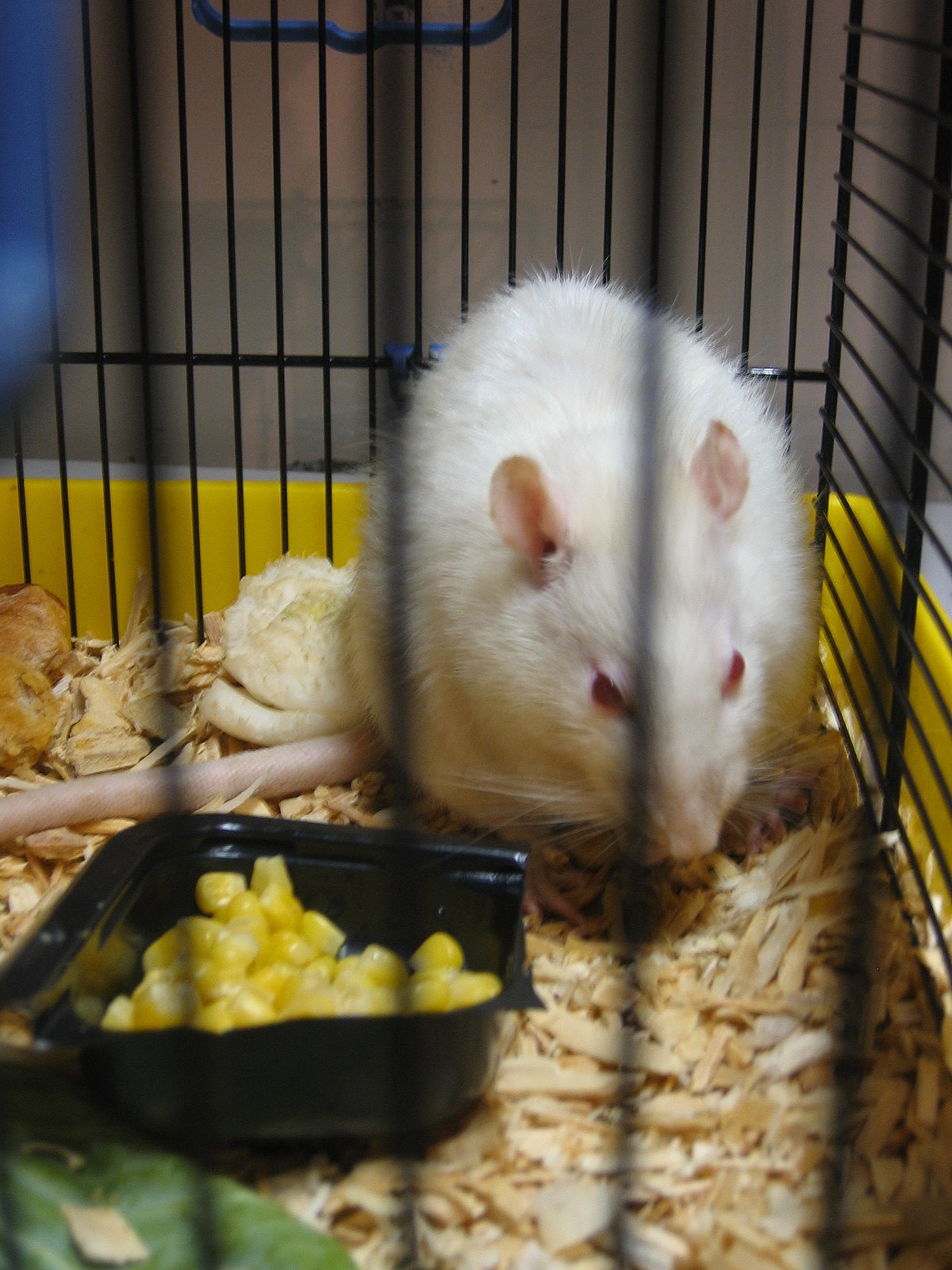 Fancy rat - Wikipedia