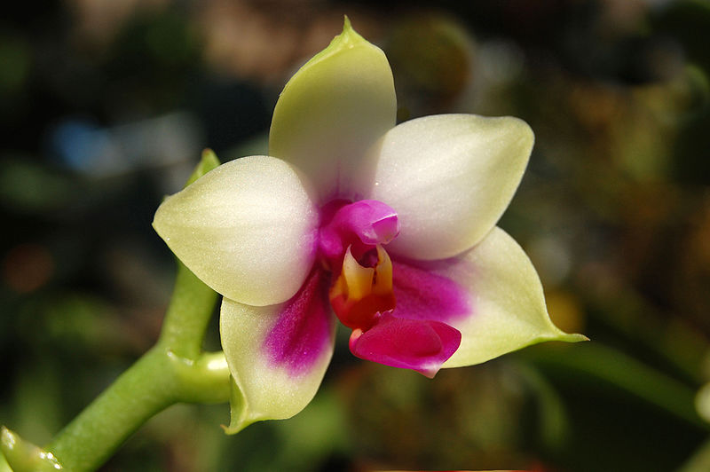 File:Phalaenopsis bellina edit.jpg