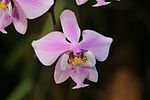 Artikel: Phalaenopsis schilleriana