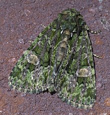 Phosphila miselioides P1460640a.jpg