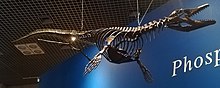 Skeleton of Phosphorosaurus ponpetelegans Phosphorosaurus ponpetelegans.jpg