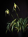 Phragmipedium hirtzii