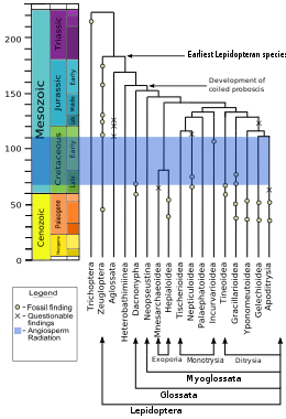 Phylogenetic hypothesis of major lepidopteran lineages superimposed on the geologic time scale. Radiation of angiosperms spans 130 to 95 million years ago from their earliest forms to domination of vegetation. Phylogenetic chart of Lepidoptera.svg