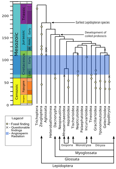 Phylogenetic chart of the Lepidoptera Phylogenetic chart of Lepidoptera.svg