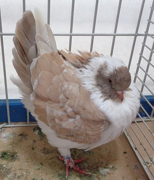 File:Pigeon Gazzi isabelle maillé.jpg