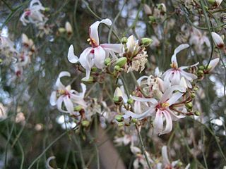 <i>Moringa peregrina</i> Species of plant