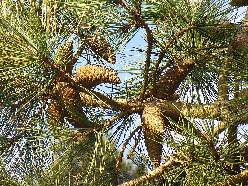 File:Pine Cones, Chinthurst Hill - geograph.org.uk - 1765879.jpg