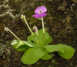 <i>Pinguicula elizabethiae</i> Species of carnivorous plant
