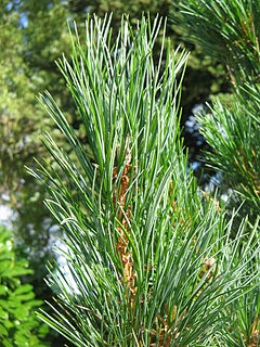 Jardin botanique Floralpina