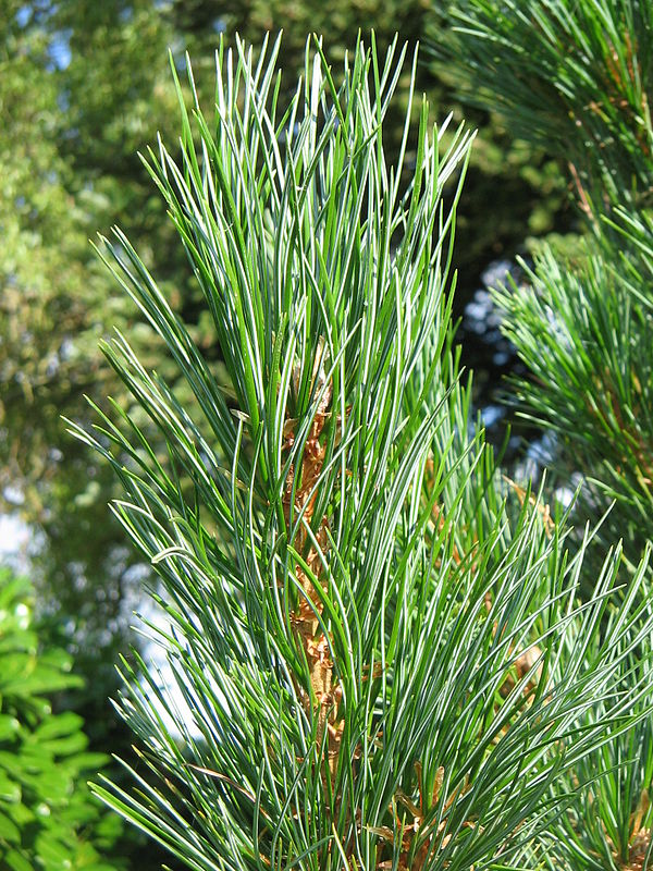 Jardín Botánico Floralpina