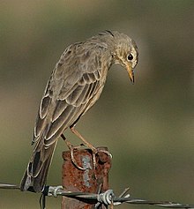 Pipit Plain-backed 2007 04 11 07 45 010784.jpg 