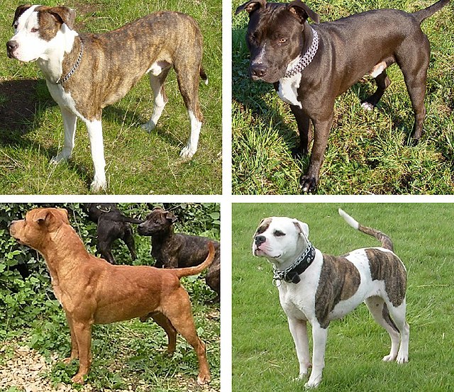 what is the difference between a pitbull and staffordshire terrier