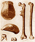 Pithecanthropus erectus-bene (nou H. erectus), in 1891 in Java ontdek.