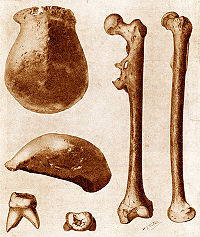 Homo Erectus: Définition, Historique, Caractéristiques physiques