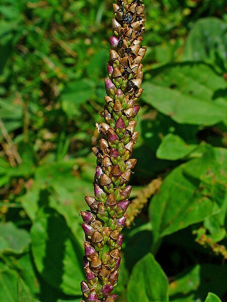 File:Plantago major 005.JPG