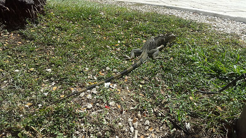 File:Playa Tambor. Costa Rica (17).jpg