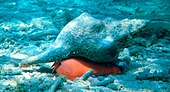 A living Triplofusus spindle sea snail Pleuroploca gigantea cropped.jpg