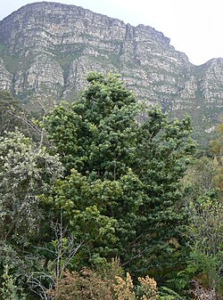Podocarpus latifolius - young Yellowwood - Table Mountain - 9.JPG