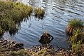 * Nomination Tender common reeds by the shoreline of Lake Woerth on the peninsula, Poertschach, Carinthia, Austria --Johann Jaritz 08:13, 19 April 2015 (UTC) * Promotion Very good -- Spurzem 09:44, 19 April 2015 (UTC)