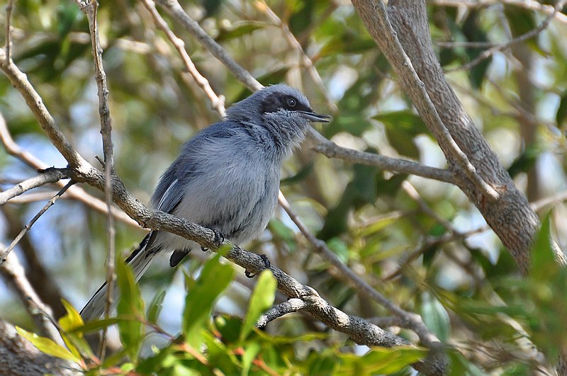 Gnatcatcher - Wikipedia