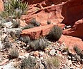 Calico Basin, NV