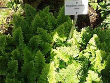 Example cultivar, 'Oakley' Polypodium cambricum 'Oakley'.JPG