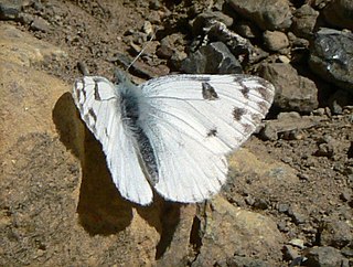 <i>Pontia occidentalis</i> Species of butterfly