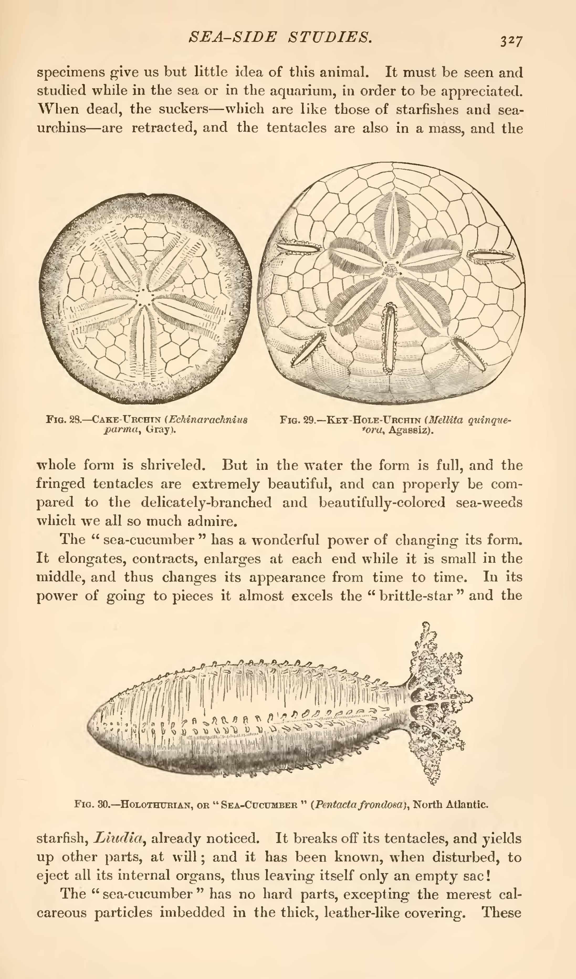 Section: Urchins: Group: Sand Dollars: Species: Clypeaster humilis (Cake  Urchin, Sea Biscuit)