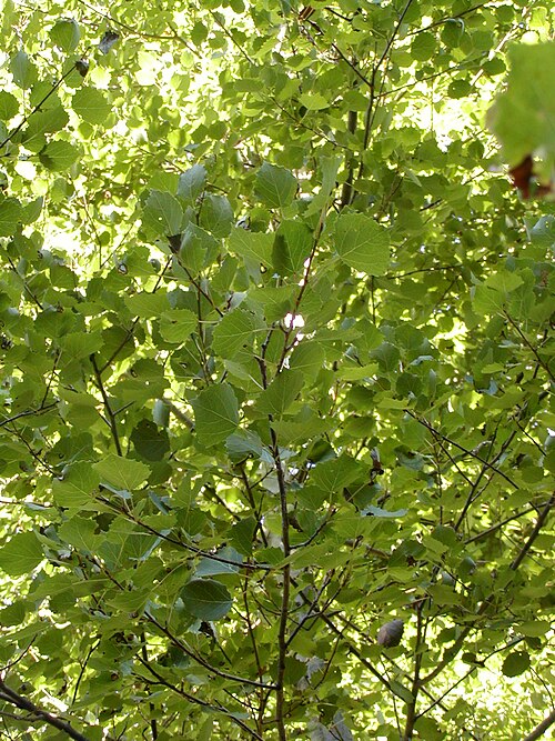 Осина виды деревьев. Осина (Populus tremula). Осина обыкновенная (Populus tremula). Тополь дрожащий (осина) – Populus tremula l.. Осина Сибирская.