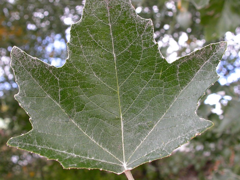 File:Populus alba (5002312695).jpg