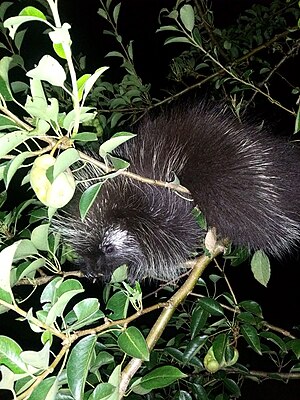 North American Porcupine