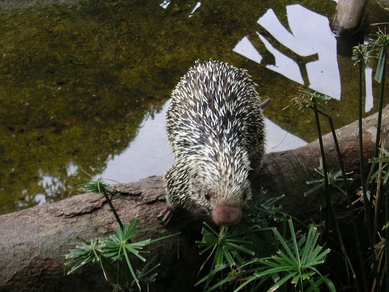 File:Porcupine 6.jpg