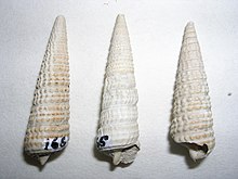 Potamides migralis.
3 - Mioceno.JPG