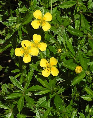 Лапчатка прямостоячая фото. Лапчатка прямостоячая Potentilla erecta. Лапчатка Лесная. Лапчатка трехлистная. Лапчатка плетевидная.