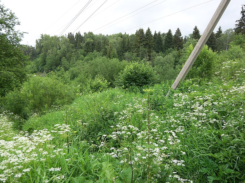 File:Power line - panoramio - Arseny Khakhalin.jpg